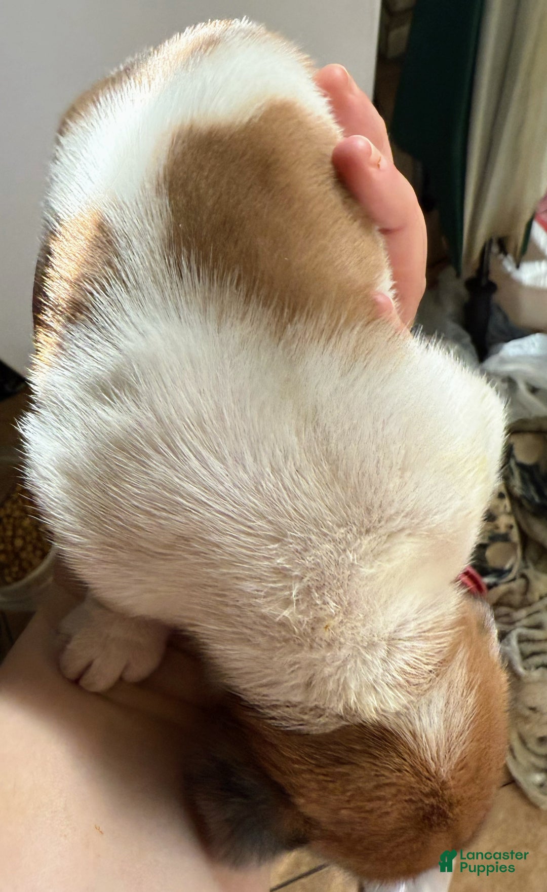 Miniature Dachshund dogs for sale: Miniature Dachshund SH Girl - Ad 6