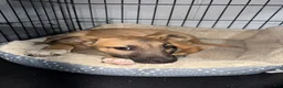 Belgian Malinois dogs for sale: Belgian Malinois 1 - Ad 2