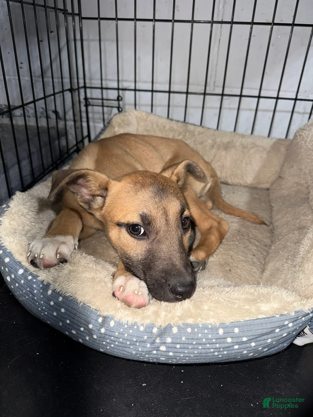Belgian Malinois dogs for sale: Belgian Malinois 1 - Ad 2