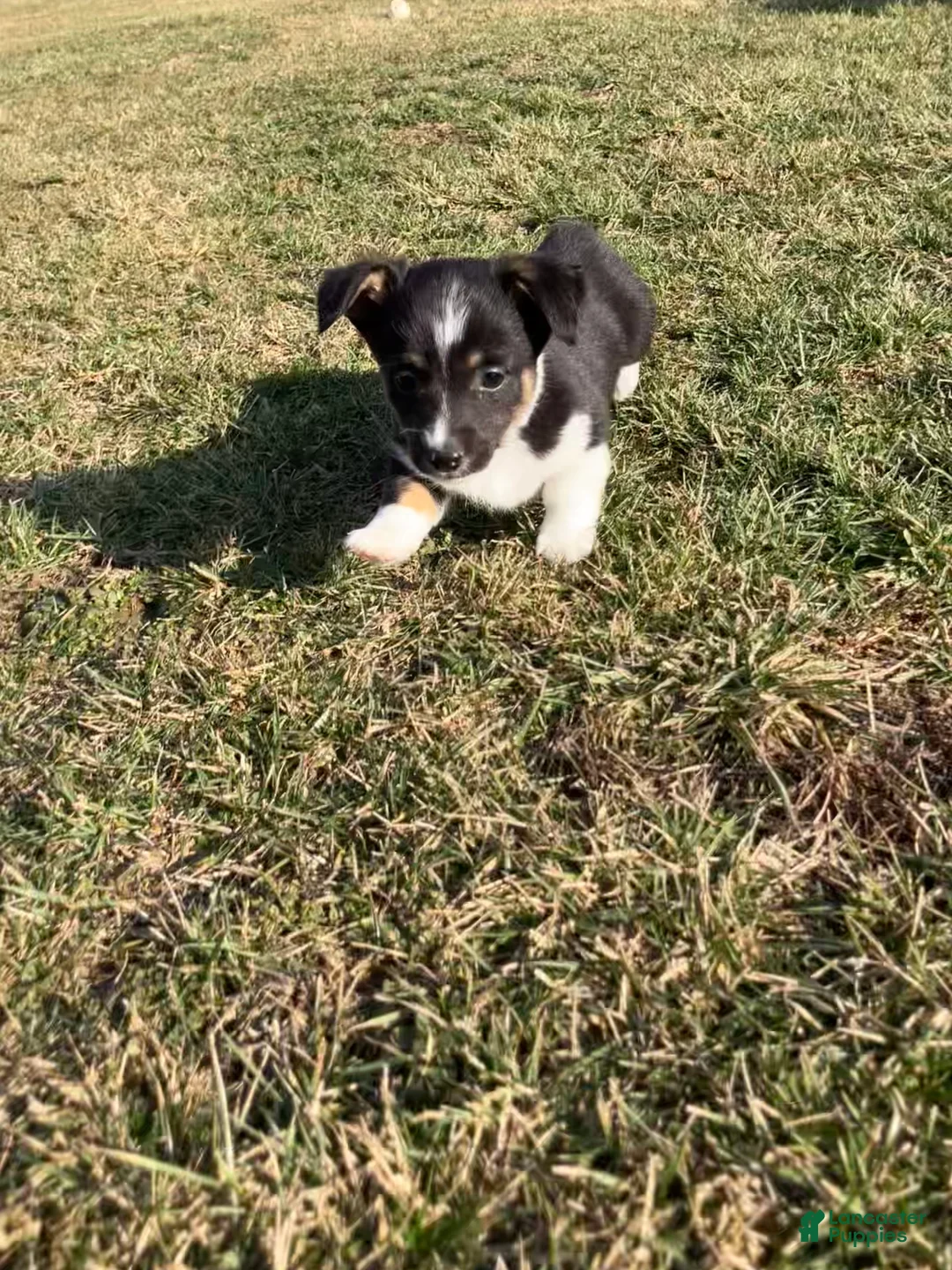 Mixed Breed dogs for sale: Rocky - Ad 3