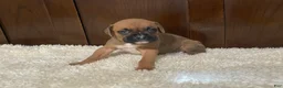 Boxer dogs for sale: Molly - Ad 17
