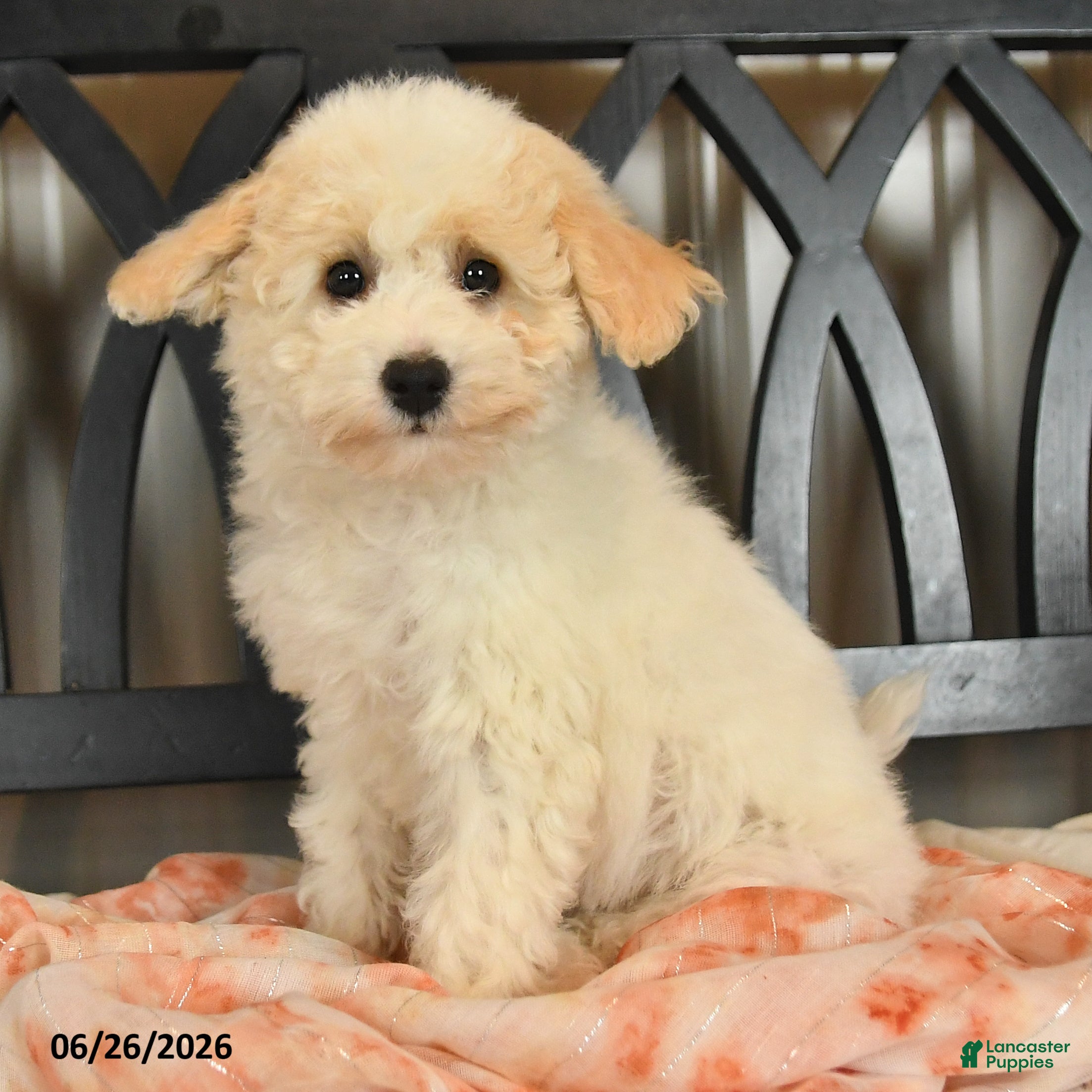 Bichpoo dogs Jenni - Ad 1