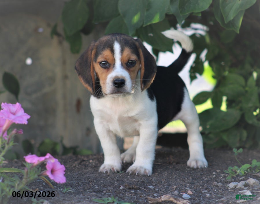 Beagle dogs for sale: Spruce - Ad 1
