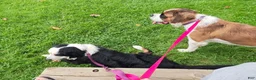 Mixed Breed dogs for sale: Marley - Ad 88