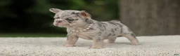 French Bulldog dogs for sale: Dahlia - Ad 5