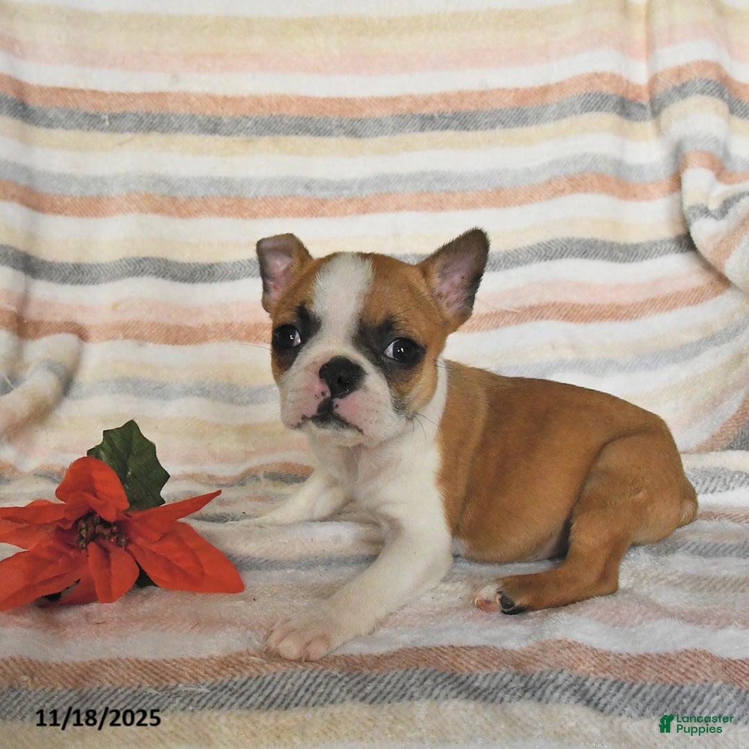 Boston Terrier dogs for sale: Delilah - Ad 1