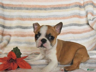 Boston Terrier dogs Delilah - Ad 25