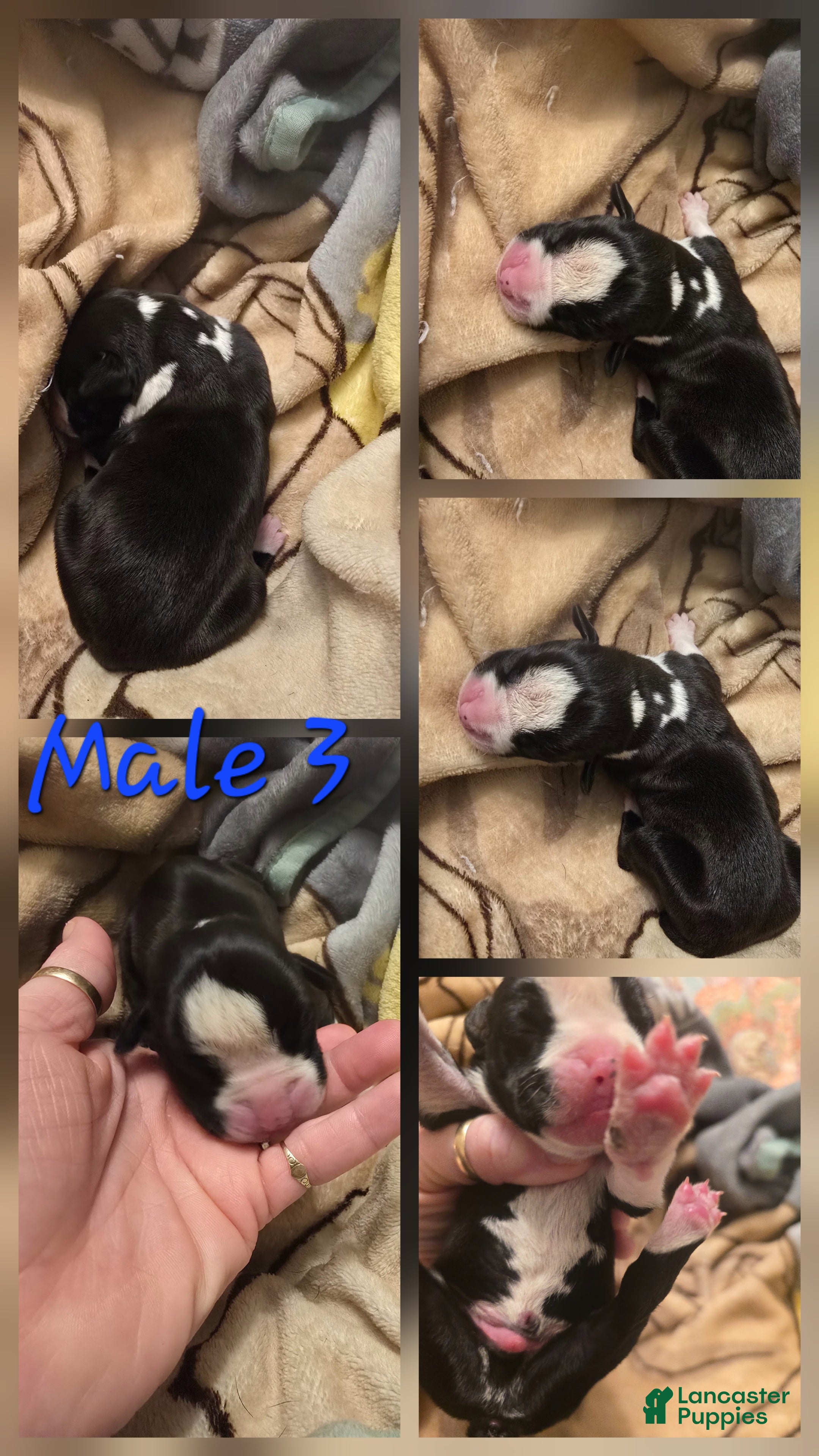 Boxer dogs for sale: Boxer 3 - Ad 37