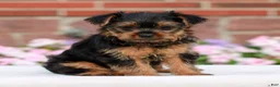 Yorkshire Terrier dogs for sale: Jessie  - Ad 3