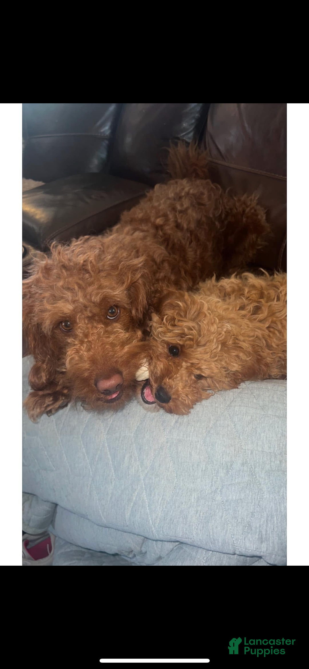 Mini Goldendoodle dogs for sale: Goose - Ad 6