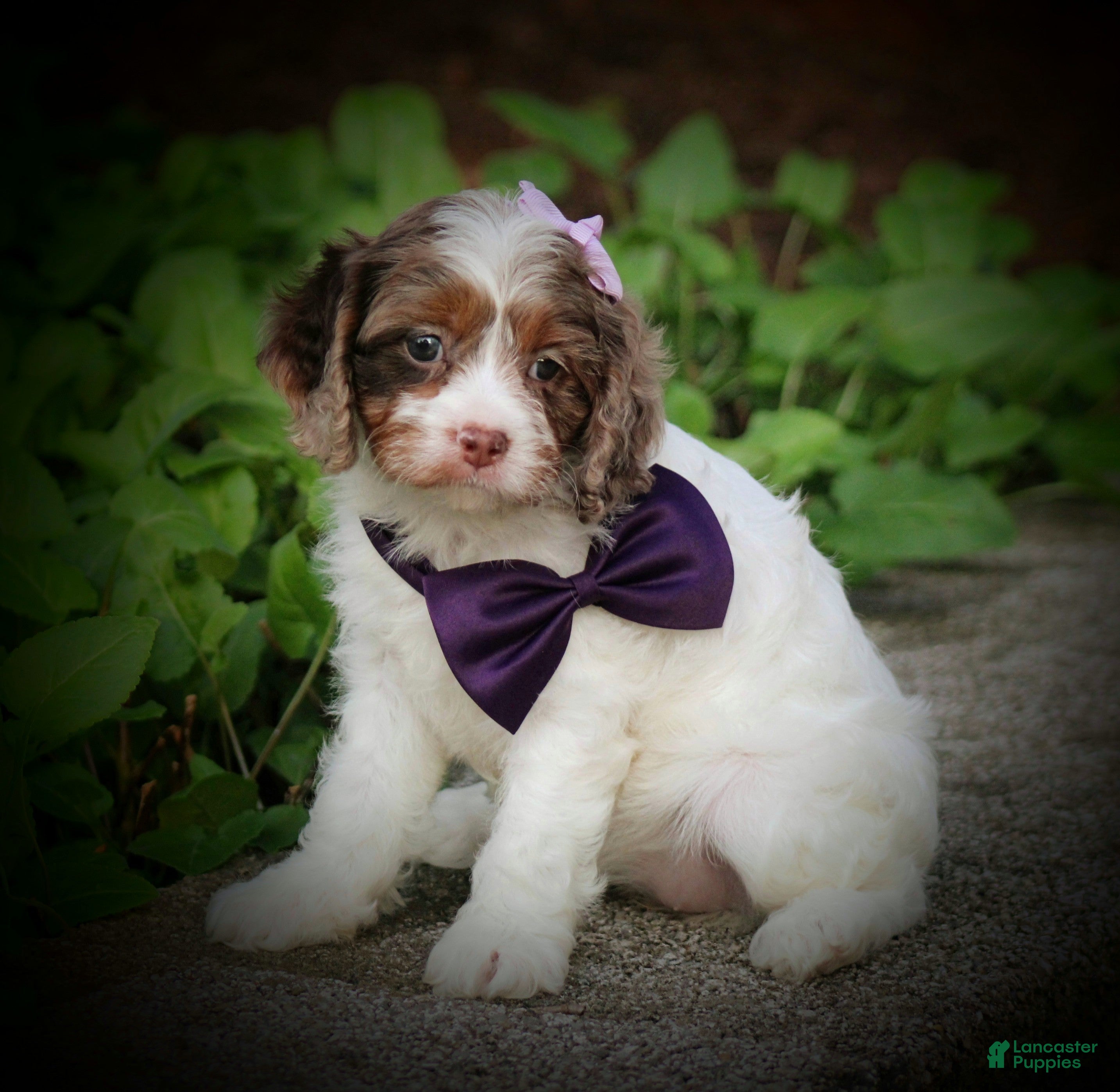 Cavapoo dogs Sadie - Ad 2