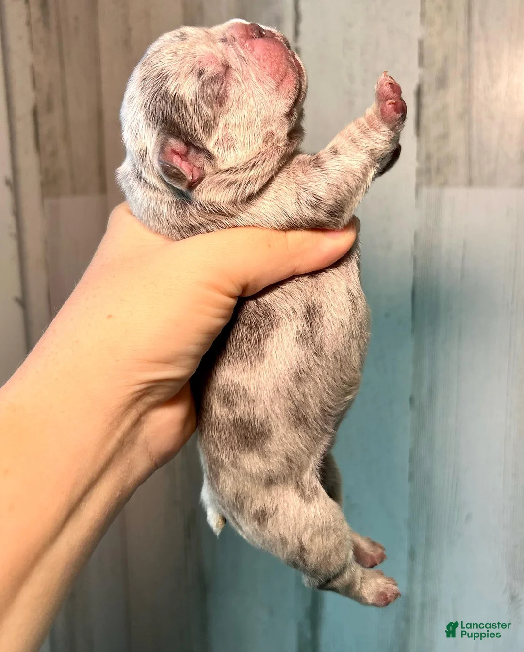 French Bulldog dogs for sale: Midnight Groove’s One In A Million-Merle - Ad 2