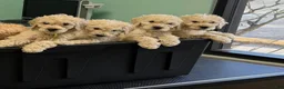 Goldendoodle dogs for sale: Goldendoodle (Blonde) - Ad 3
