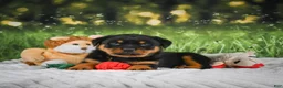 Rottweiler dogs for sale: Kenzie - Ad 11