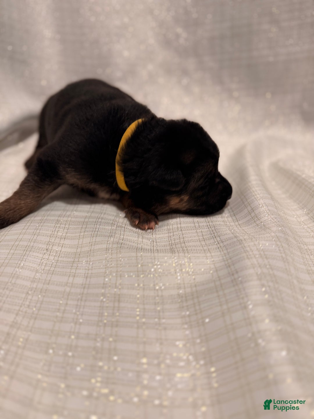 German Shepherd dogs for sale: German Shepherd Puppy 2 - Ad 4