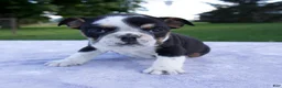 Beabull dogs for sale: Hope - Ad 1