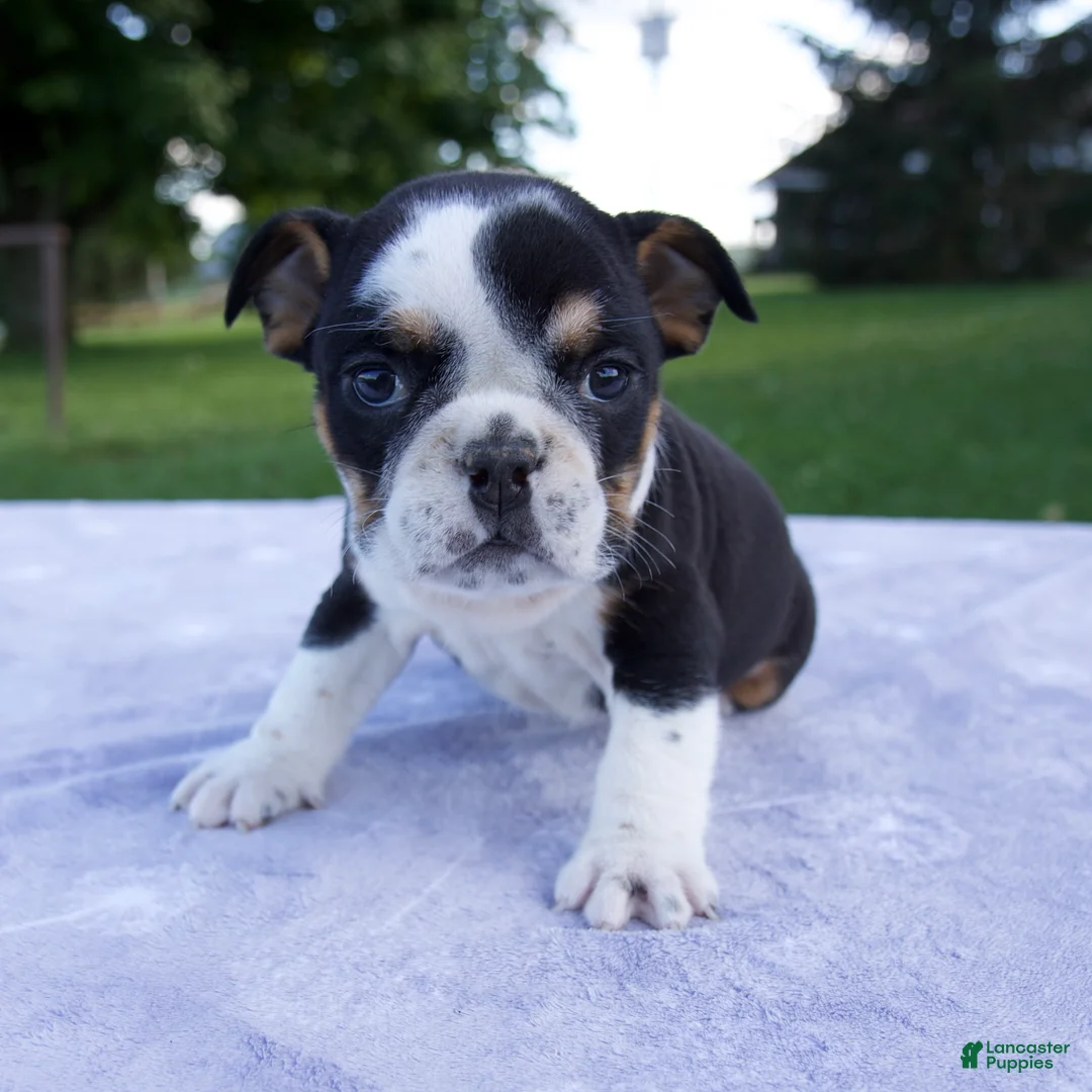 Beabull dogs for sale: Hope - Ad 1