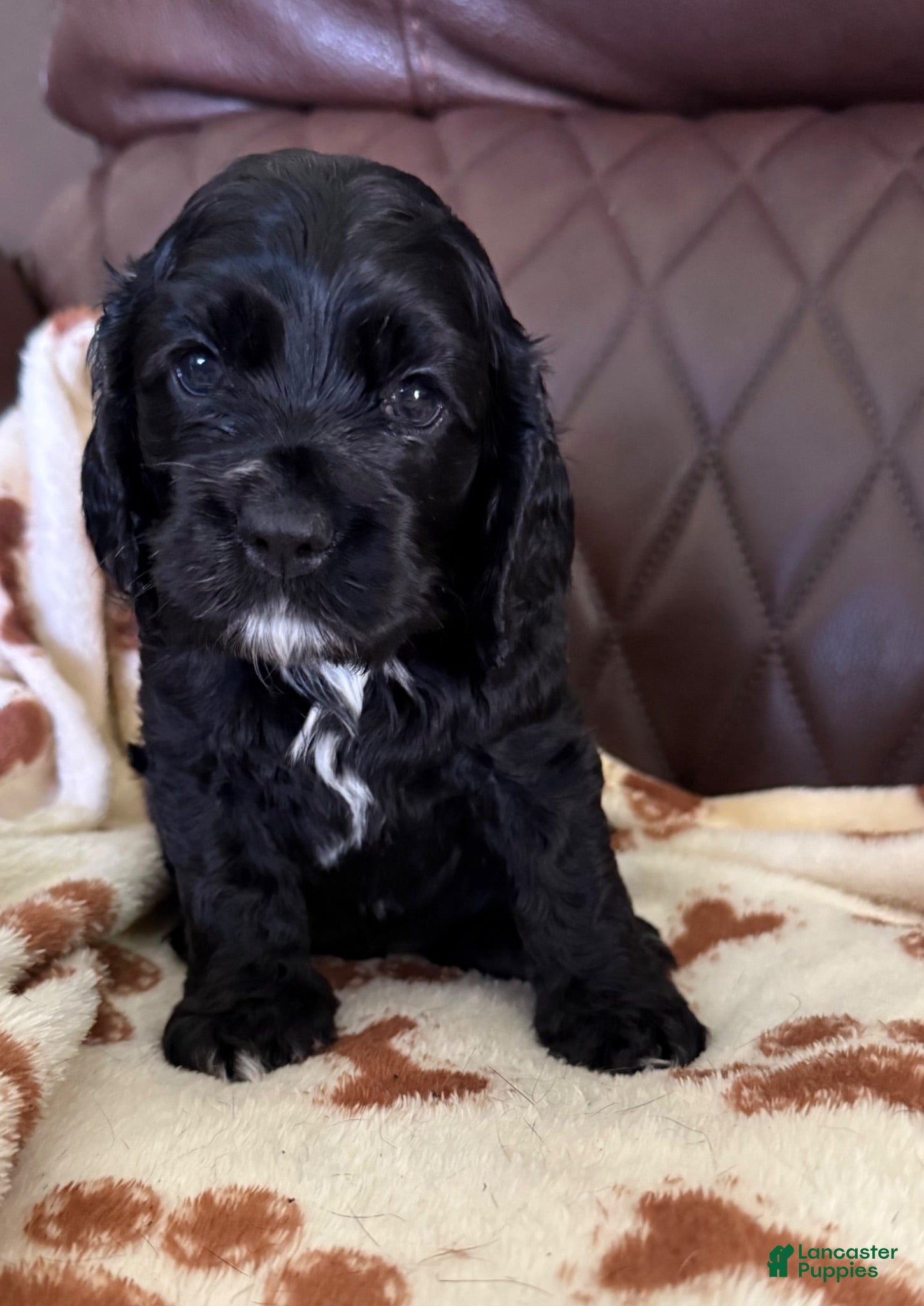 Cocker Spaniel dogs Cocker Spaniel 2- black with white on chest - Ad 1