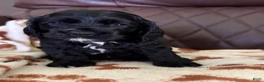 Cocker Spaniel 2- black with white on chest