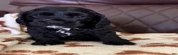 Cocker Spaniel dogs for sale: Cocker Spaniel 2- black with white on chest - Ad 1