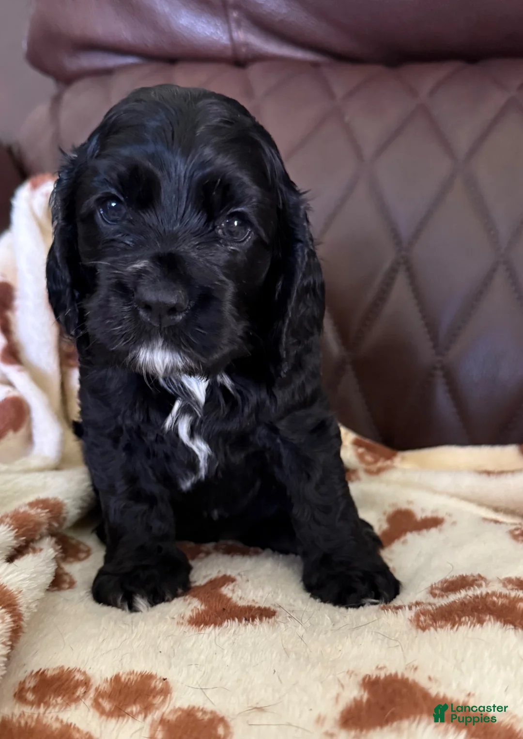 Cocker Spaniel dogs for sale: Cocker Spaniel 2- black with white on chest - Ad 1