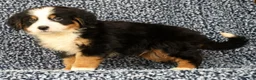 Bernese Mountain Dog dogs for sale: Chase - Ad 4