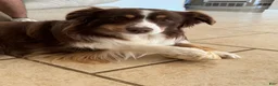 Australian Shepherd dogs for sale: Australian Shepherd 2 - Ad 2