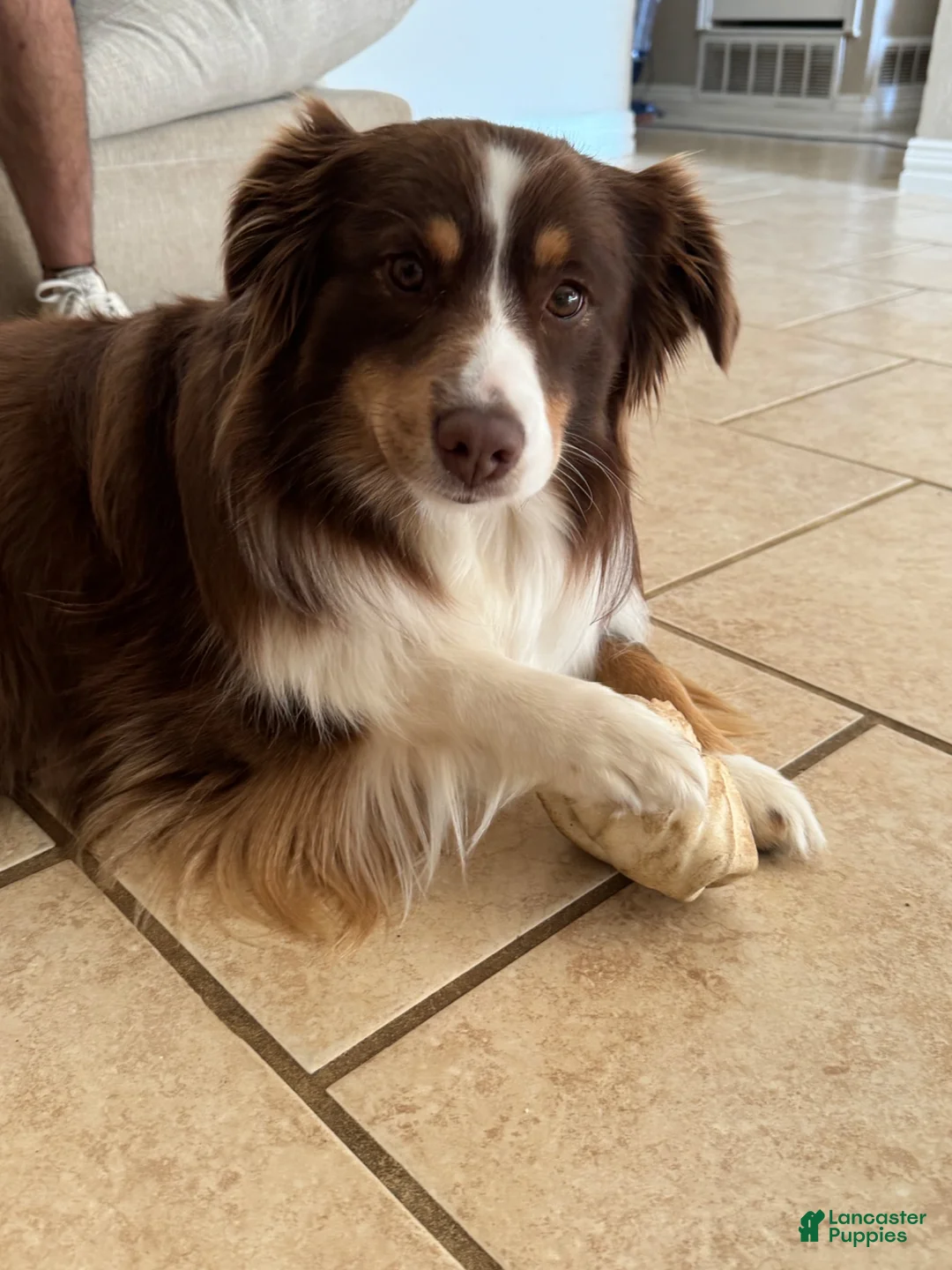 Australian Shepherd dogs for sale: Australian Shepherd 2 - Ad 2