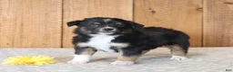 Miniature Australian Shepherd dogs for sale: Dash - Ad 1