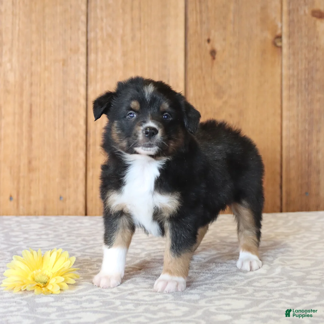 Miniature Australian Shepherd dogs for sale: Dash - Ad 1