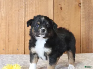 Miniature Australian Shepherd dogs for sale: Dash - Ad 4
