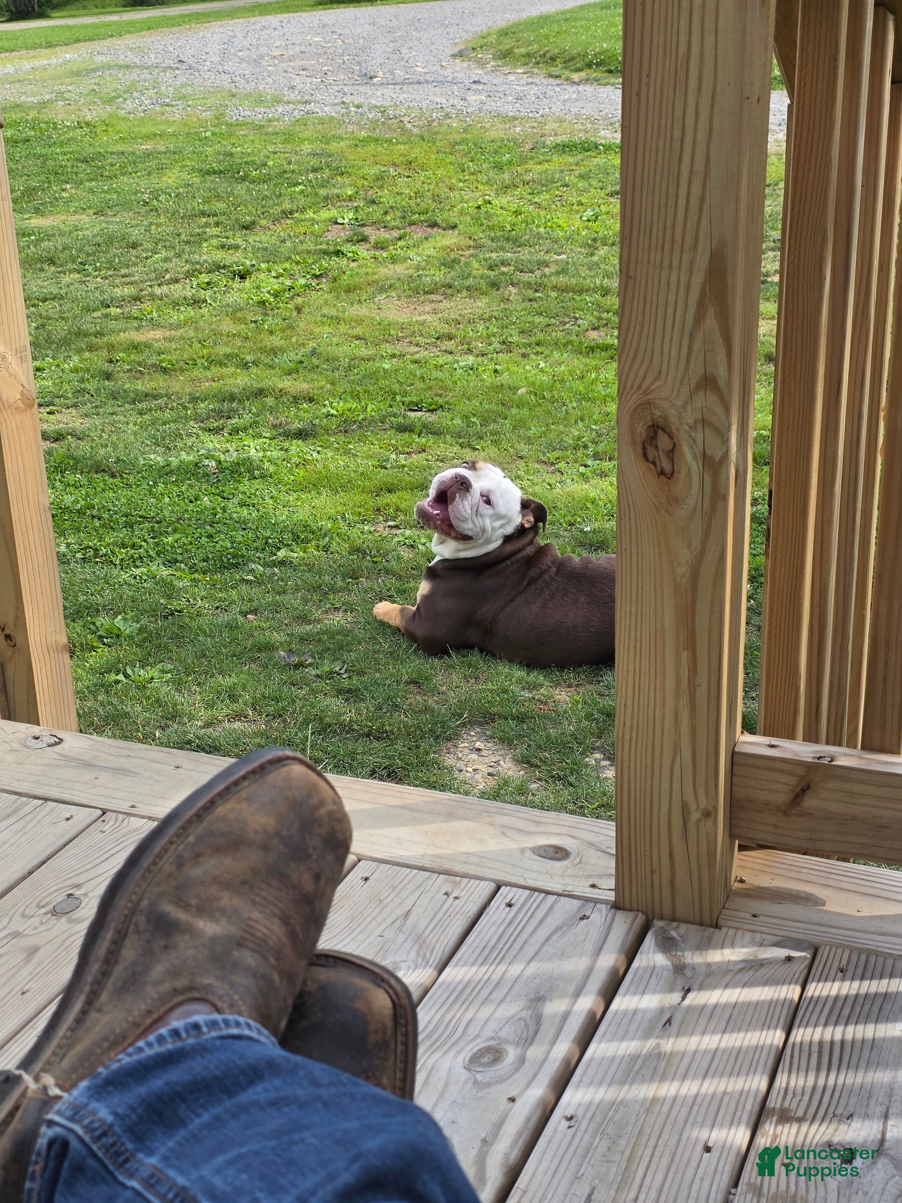 English Bulldog dogs Rubble  - Ad 1
