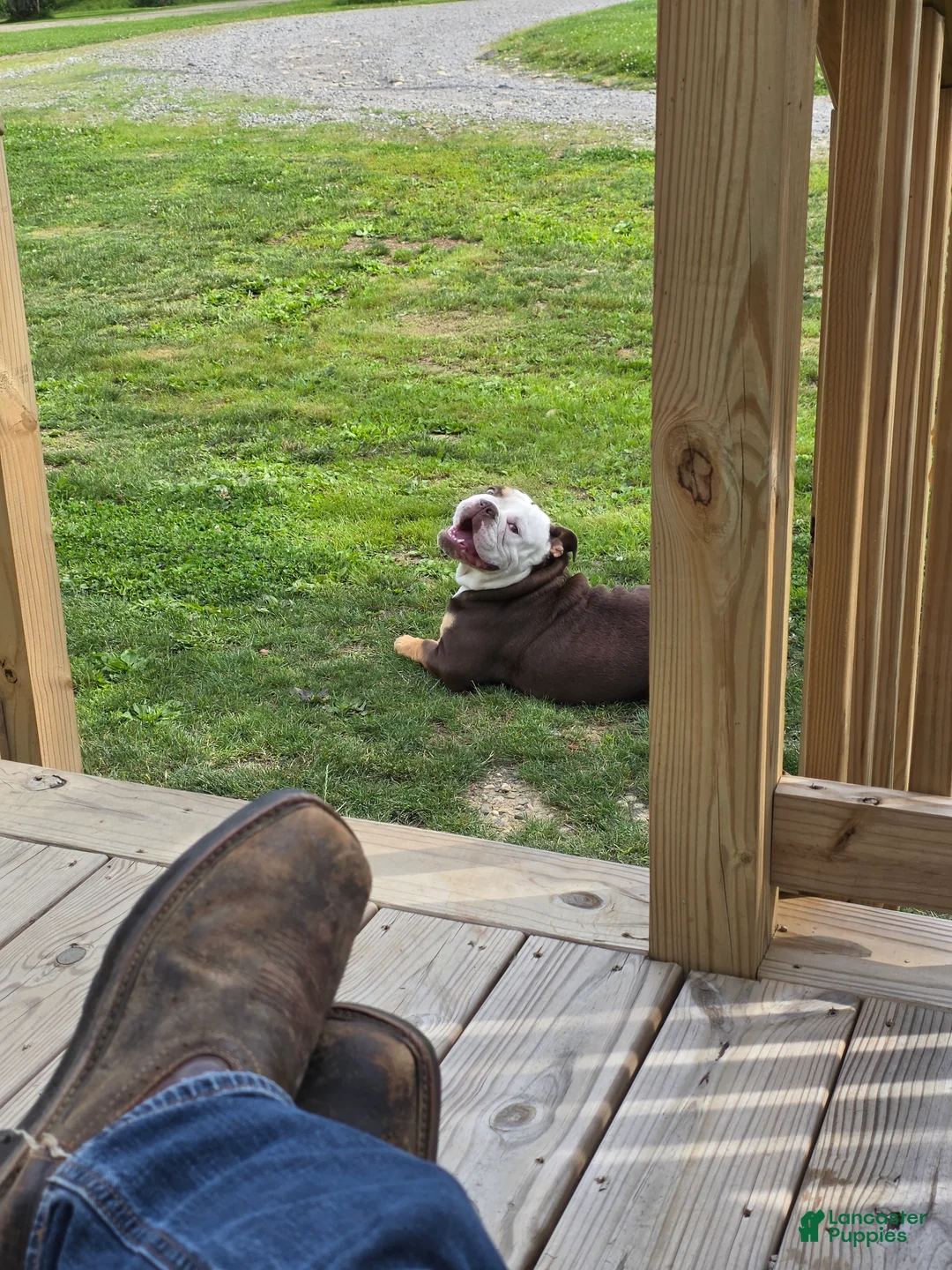 English Bulldog dogs for sale: Rubble  - Ad 1