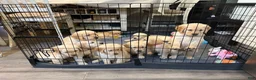 Golden Retriever dogs for sale: Buzz - Ad 2