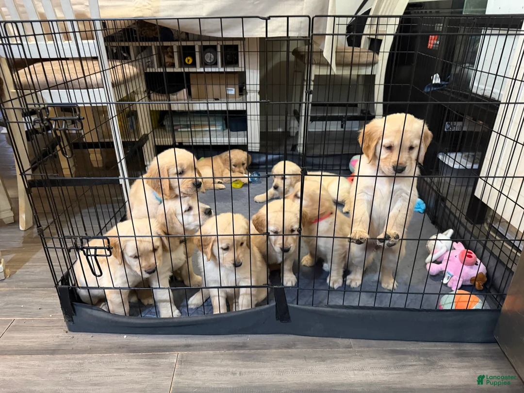 Golden Retriever dogs for sale: Buzz - Ad 2