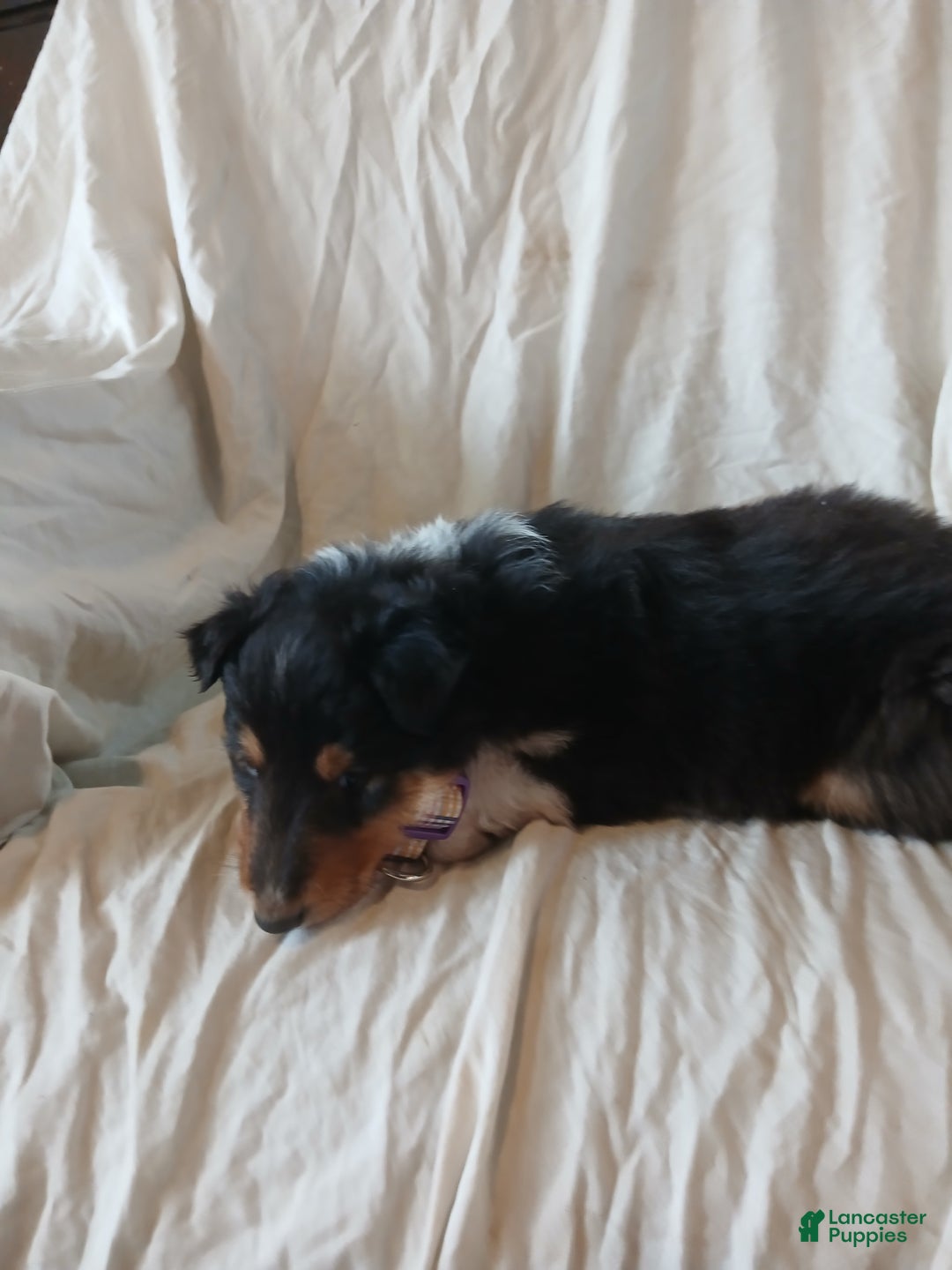 Collie dogs for sale: Ranger - Ad 4