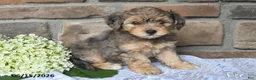 Yorkiepoo dogs for sale: Oliver - Ad 5