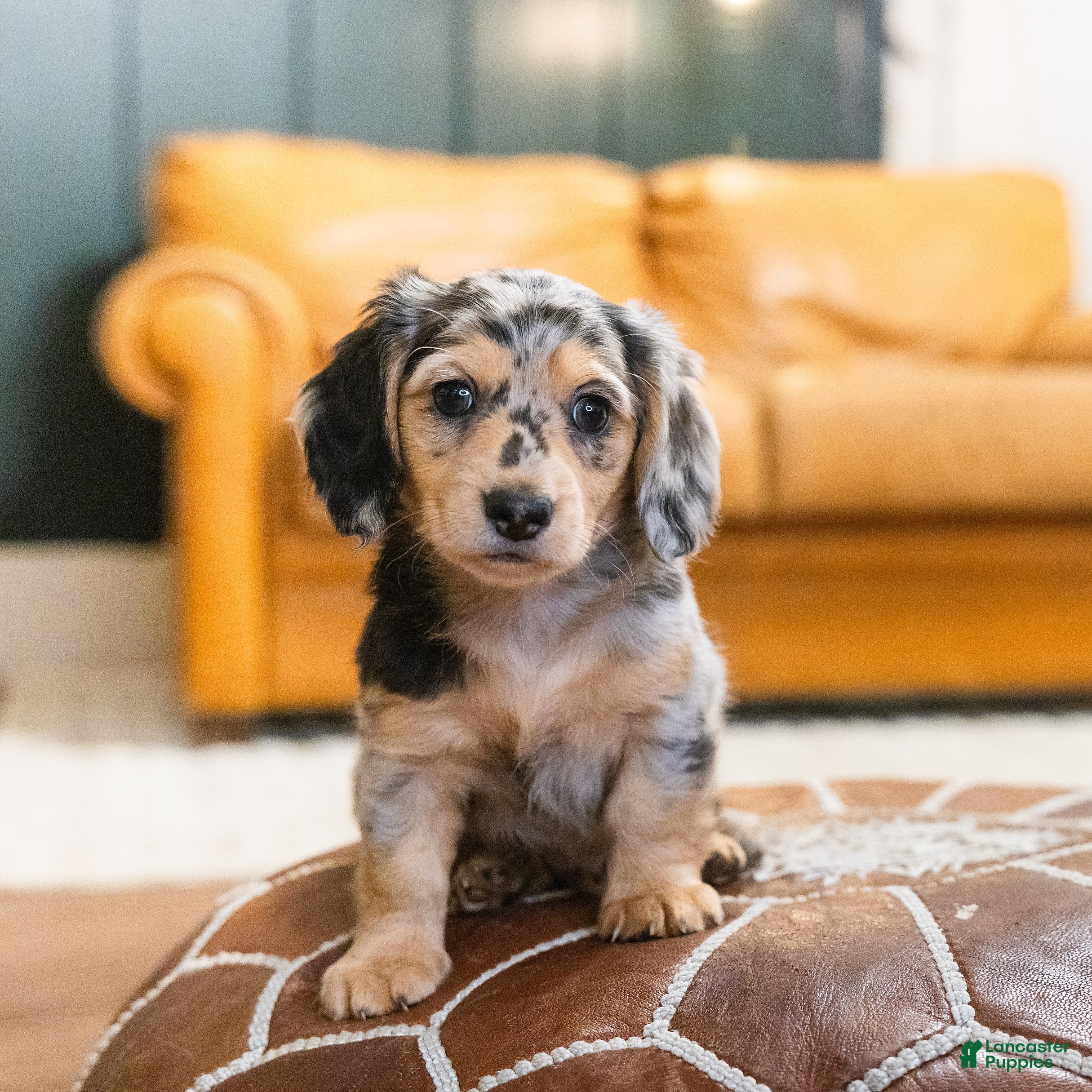 Miniature Dachshund dogs Max - Ad 35