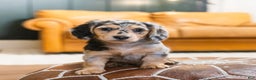 Miniature Dachshund dogs for sale: Max - Ad 1