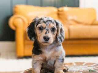 Miniature Dachshund dogs Max - Ad 35
