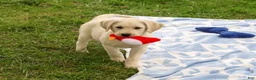 Labrador Retriever dogs for sale: Roger - Ad 4