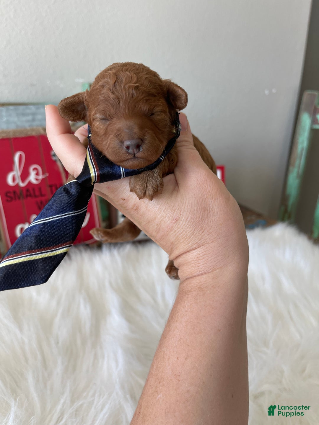 Toy Poodle dogs for sale: Akc Bred Color Red Boy - Ad 8
