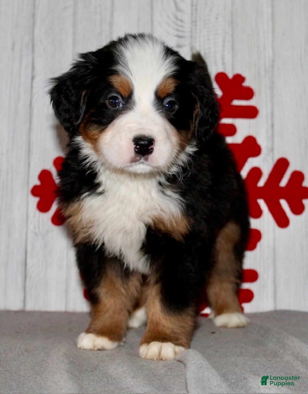 Bernese Mountain Dog dogs for sale: Logan - Ad 3