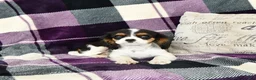 Cavalier King Charles Spaniel dogs for sale: Tyler - Ad 1