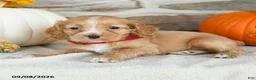 English Cocker Spaniel dogs for sale: Ruby - Ad 3