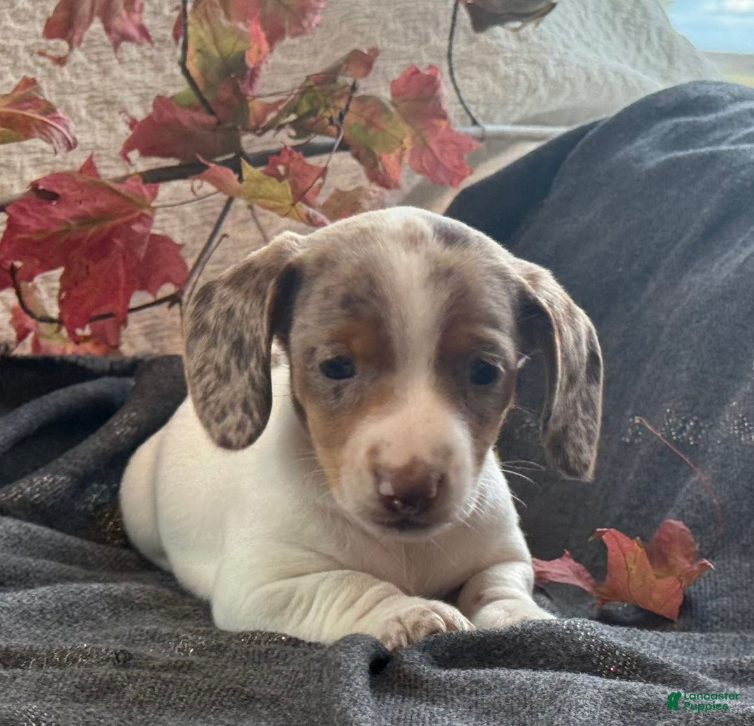 Miniature Dachshund dogs for sale: Freckles  - Ad 6