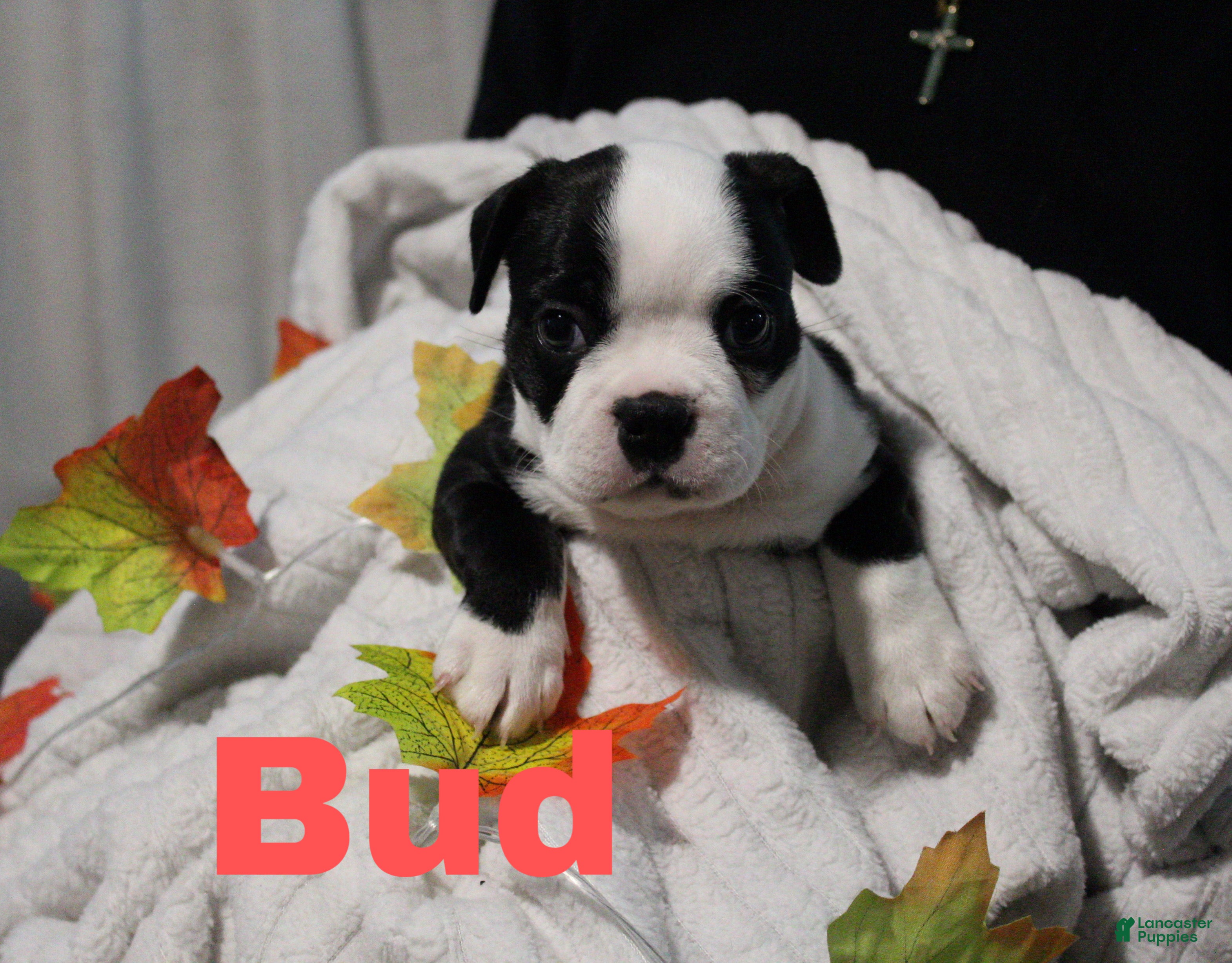 Boston Terrier dogs Bud - Ad 5
