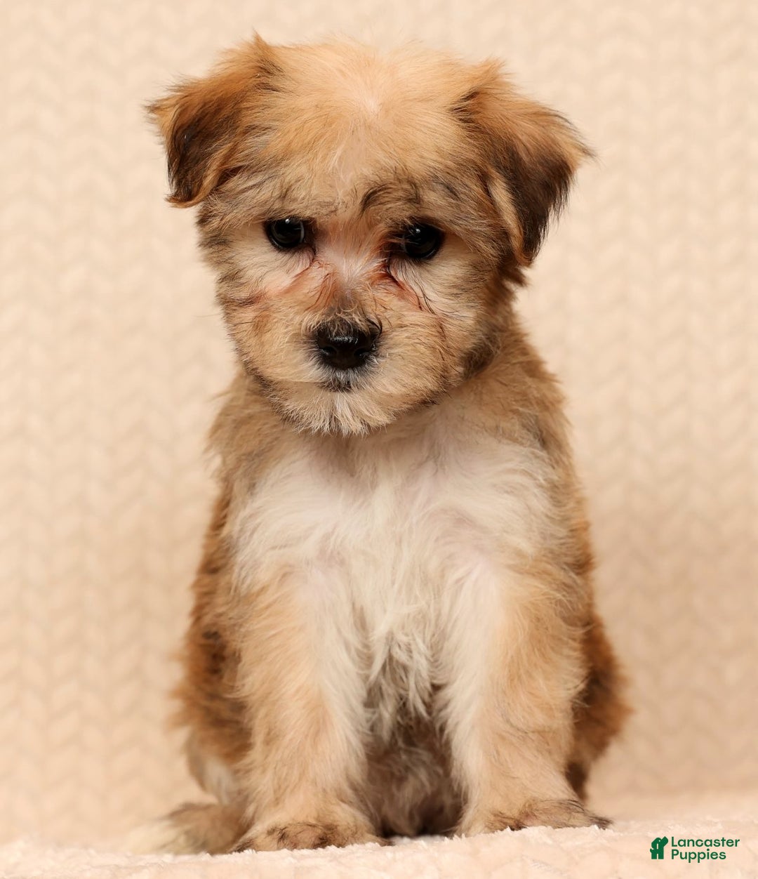 Yochon dogs for sale: Sophia - Ad 2