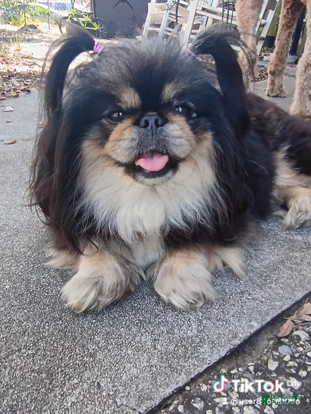 Pekingese dogs for sale: Pekingese Sleeve black and tan girl Willow  - Ad 10