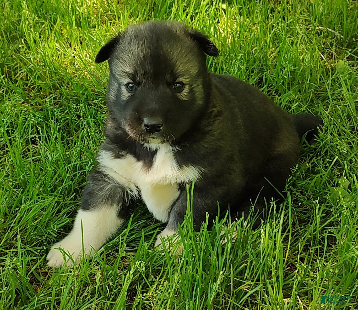 Siberian Husky dogs Siberian Husky Puppy 1 - Ad 22
